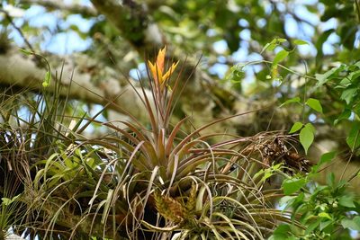 Tillandsia zoquensis, photographed by Neptalí Ramírez Marcial