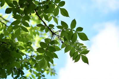 Bursera excelsa, photographed by Neptalí Ramírez Marcial
