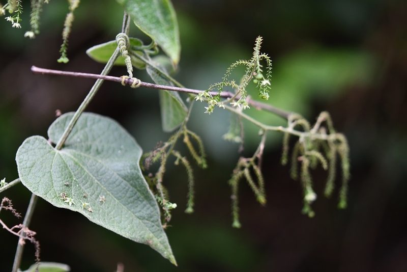 Sicydium tamnifolium, photographed by Neptalí Ramírez Marcial