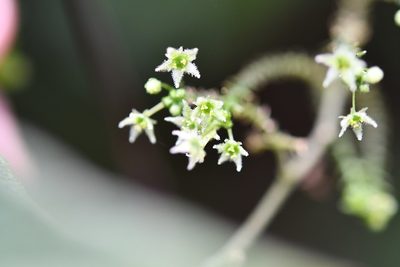 Sicydium tamnifolium, photographed by Neptalí Ramírez Marcial