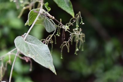 Sicydium tamnifolium, photographed by Neptalí Ramírez Marcial