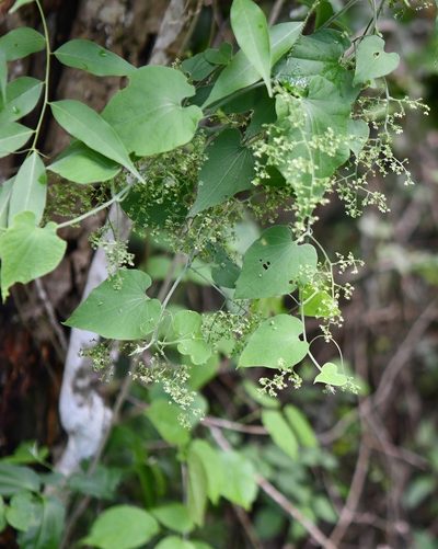 Sicydium tamnifolium, photographed by Neptalí Ramírez Marcial