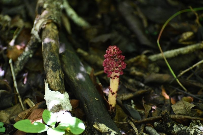 Bdallophytum oxylepis, photographed by Neptalí Ramírez Marcial