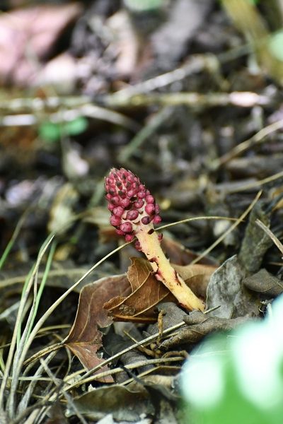 Bdallophytum oxylepis, photographed by Neptalí Ramírez Marcial