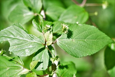 Acalypha leptopoda, photographed by Neptalí Ramírez Marcial