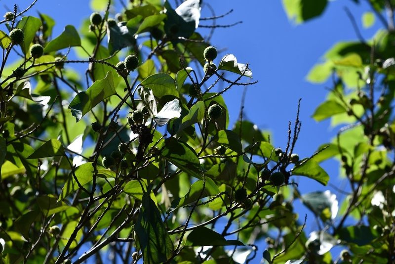Croton reflexifolius, photographed by Neptalí Ramírez Marcial