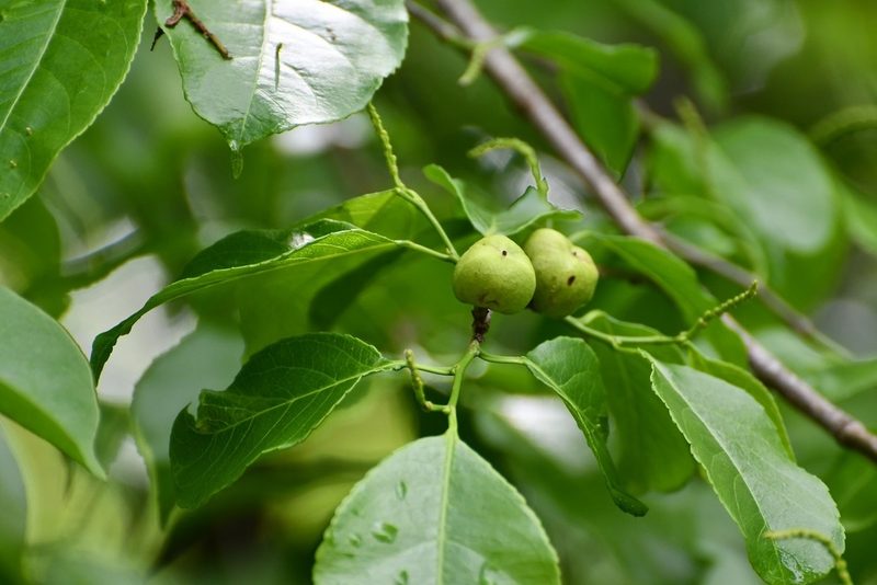 Sebastiania glandulosa, photographed by Neptalí Ramírez Marcial