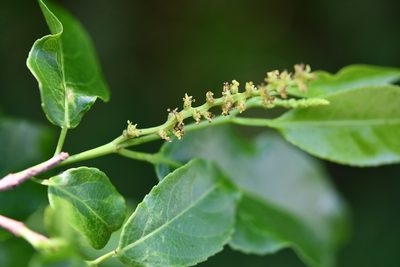 Sebastiania glandulosa, photographed by Neptalí Ramírez Marcial