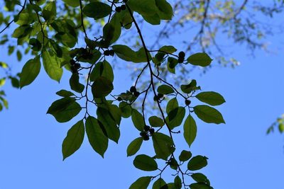 Sebastiania glandulosa, photographed by Neptalí Ramírez Marcial