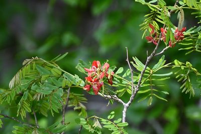 Harpalyce formosa, photographed by Neptalí Ramírez Marcial