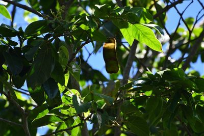 Inga chiapensis, photographed by Neptalí Ramírez Marcial