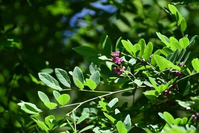 Lonchocarpus sumiderensis, photographed by Neptalí Ramírez Marcial