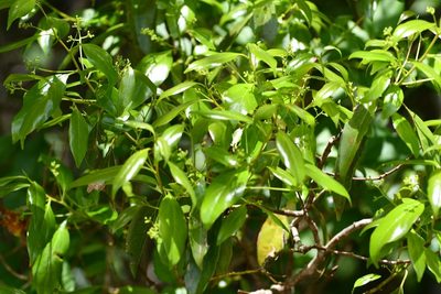 Ocotea heydeana, photographed by Neptalí Ramírez Marcial