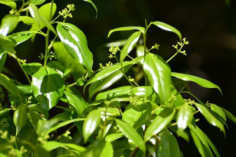 Ocotea heydeana, photographed by Neptalí Ramírez Marcial
