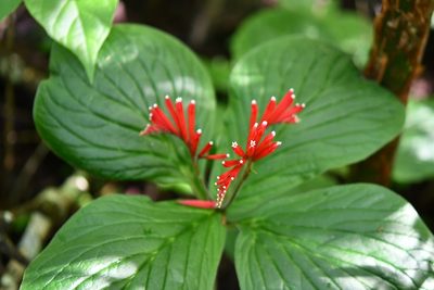 Spigelia splendens, photographed by Neptalí Ramírez Marcial