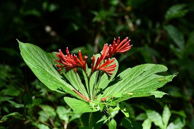 Spigelia splendens, photographed by Neptalí Ramírez Marcial
