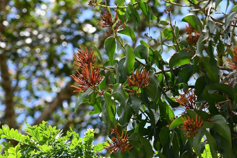 Psittacanthus rhynchanthus, photographed by Neptalí Ramírez Marcial