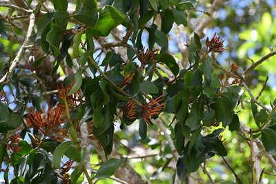 Psittacanthus rhynchanthus, photographed by Neptalí Ramírez Marcial