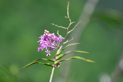 Epidendrum myrianthum, photographed by Neptalí Ramírez Marcial