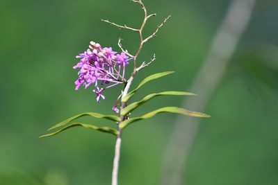Epidendrum myrianthum, photographed by Neptalí Ramírez Marcial