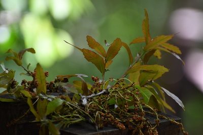Quercus lancifolia, photographed by Neptalí Ramírez Marcial