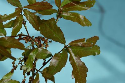 Quercus lancifolia, photographed by Neptalí Ramírez Marcial