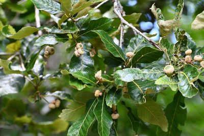 Quercus purulhana, photographed by Neptalí Ramírez Marcial