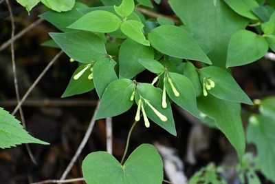 Bouvardia glabra, photographed by Neptalí Ramírez Marcial