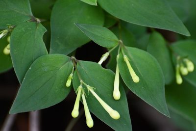 Bouvardia glabra, photographed by Neptalí Ramírez Marcial