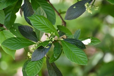 Psychotria erythrocarpa, photographed by Neptalí Ramírez Marcial
