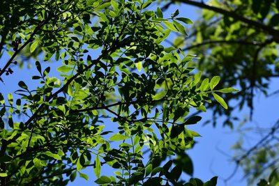 Zanthoxylum quassiifolium, photographed by Neptalí Ramírez Marcial