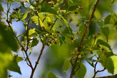 Prockia crucis, photographed by Neptalí Ramírez Marcial