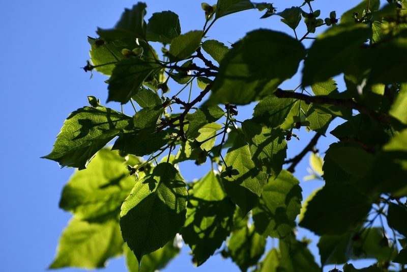 Prockia crucis, photographed by Neptalí Ramírez Marcial