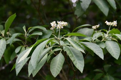 Solanum chiapasense, photographed by Neptalí Ramírez Marcial