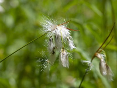 Eriophorum viridicarinatum, photographed by Randy A Nonenmacher