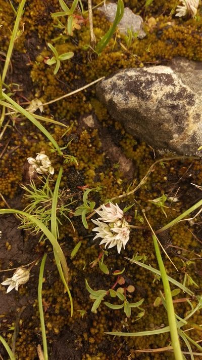 Allium brandegeei, photographed by Isaac Krone