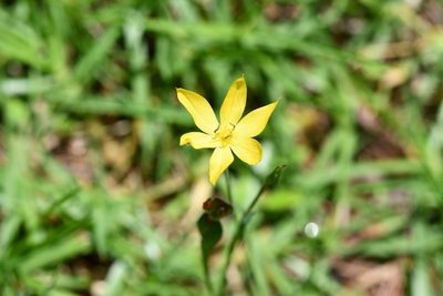 Sisyrinchium tenuifolium, photographed by Neptalí Ramírez Marcial
