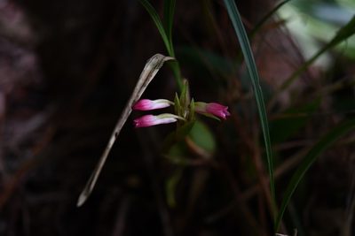 Coelia guatemalensis, photographed by Neptalí Ramírez Marcial