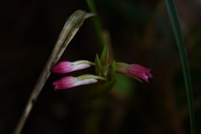 Coelia guatemalensis, photographed by Neptalí Ramírez Marcial