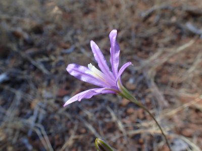 Brodiaea leptandra, photographed by Scott Yarger