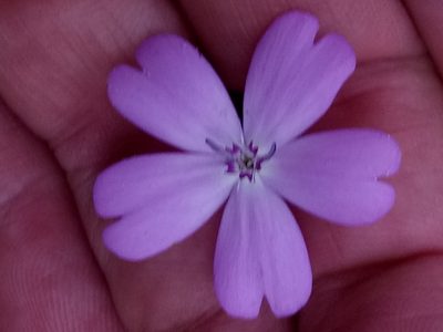 Eudianthe coeli-rosa, photographed by Karim Haddad
