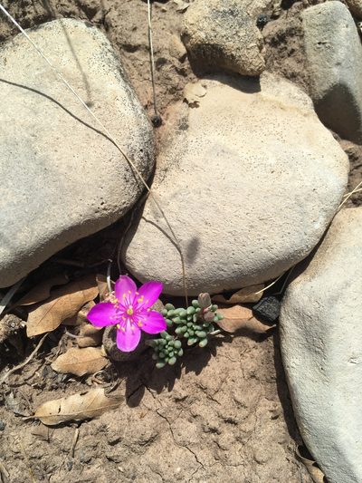 Phemeranthus brevicaulis, photographed by Cecelia Alexander