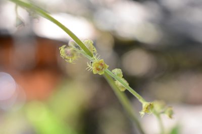 Pectiantia pentandra, photographed by Alison Northup