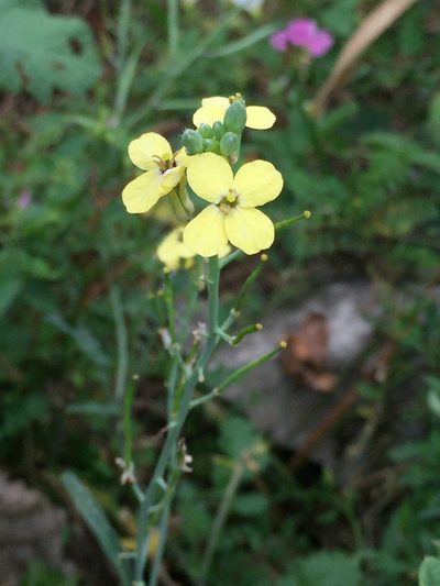 Coincya monensis, photographed by Jacob Malcom