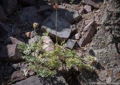 Ranunculus andersonii, photographed by Tim Messick