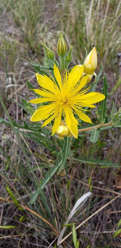 Mentzelia speciosa, photographed by Jes Gray