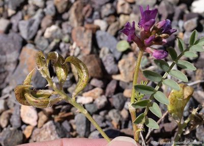 Astragalus iodanthus, photographed by Tim Messick