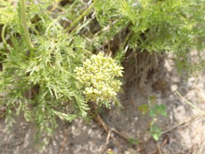 Musineon tenuifolium, photographed by John Brew