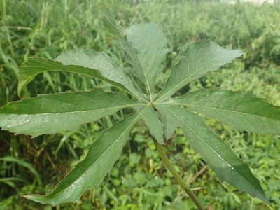 Sabdariffa cannabina, photographed by 葉子