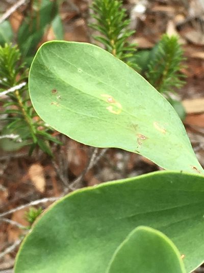 Polygonella macrophylla, photographed by Alan Weakley
